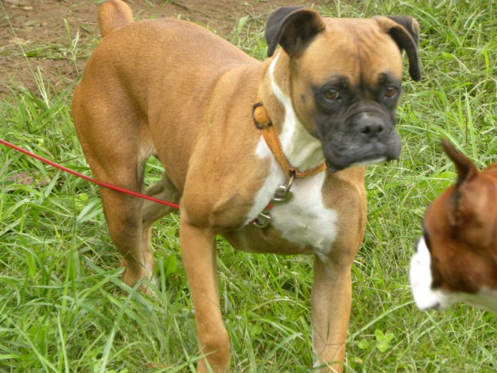 Our Adult Boxers - Amie's AKC Boxers